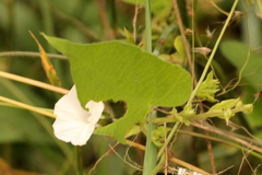Ipomoea plebeia