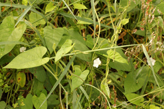 Ipomoea plebeia