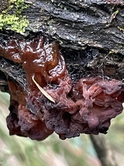Phaeotremella fimbriata