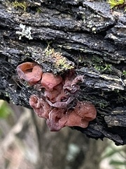 Phaeotremella fimbriata