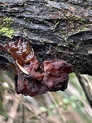 Phaeotremella fimbriata