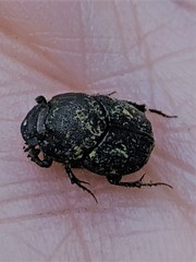 Onthophagus hecate