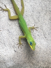 Anolis trinitatis