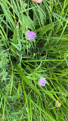 Calochortus uniflorus