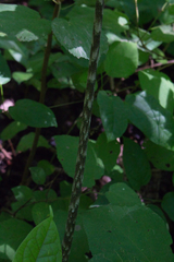 Dracontium soconuscum