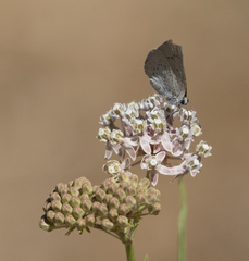 Satyrium sylvinus dryope