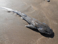 Notorynchus cepedianus