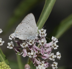 Satyrium sylvinus dryope