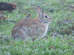 Sylvilagus floridanus
