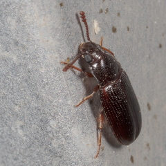 Pharaxonotha kirschii