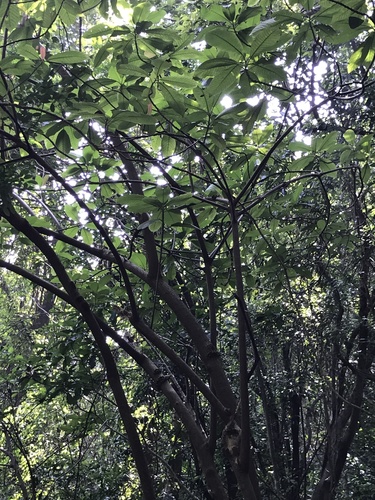 provision tree