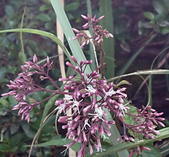 Eupatorium chinense tozanense