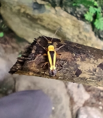 Chauliognathus nigriceps