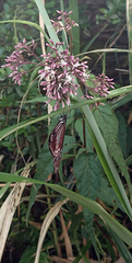 Eupatorium chinense tozanense