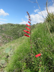 Lamourouxia rhinanthifolia