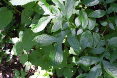 Dracontium soconuscum