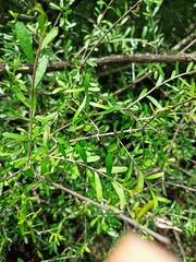 Forestiera angustifolia