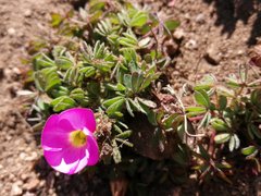 Oxalis heterophylla