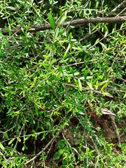 Forestiera angustifolia