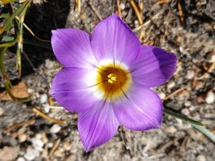 Romulea atrandra esterhuyseniae