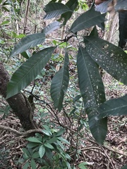 Pachira aquatica