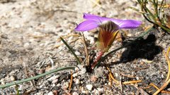 Romulea atrandra esterhuyseniae