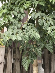 Heteropanax fragrans