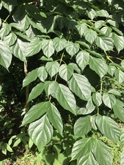Heteropanax fragrans