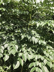 Heteropanax fragrans