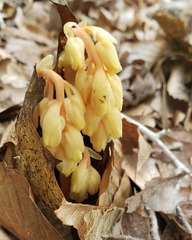 Monotropa
