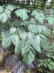 Heteropanax fragrans
