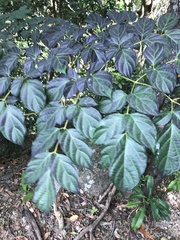 Heteropanax fragrans