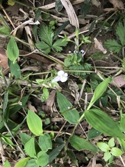 Mazus pumilus