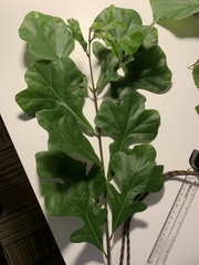 Quercus similis