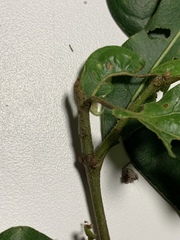 Quercus similis