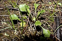 Viola cleistogamoides