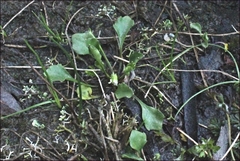 Viola cleistogamoides