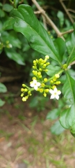 Eumachia microdon
