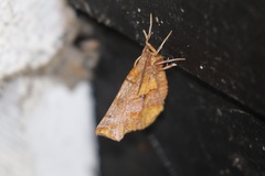 Selenia alciphearia