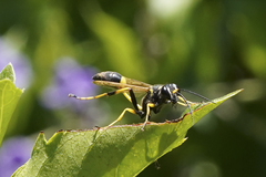 Sceliphron caementarium