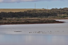 Cladorhynchus leucocephalus