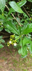 Eumachia microdon