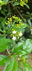 Eumachia microdon