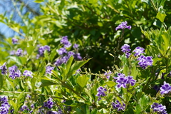 Sceliphron caementarium