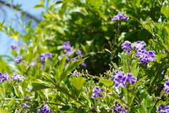 Sceliphron caementarium