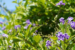 Sceliphron caementarium