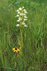 Platanthera praeclara