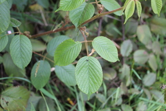 Rubus bogotensis