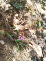 Bletia greenwoodiana