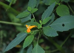 Impatiens capensis